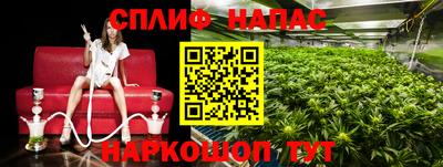 стаф Гатчина